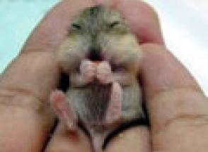 Girl inserts Gerbil in Pussy wtf