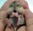 Girl inserts Gerbil in Pussy wtf